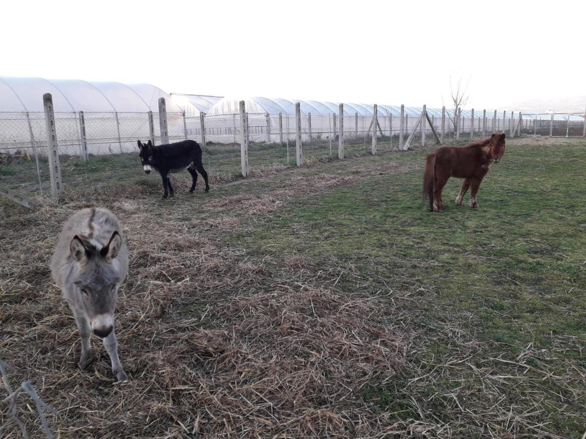 Agriturismo Torre Cristina Aprilia Kültér fotó