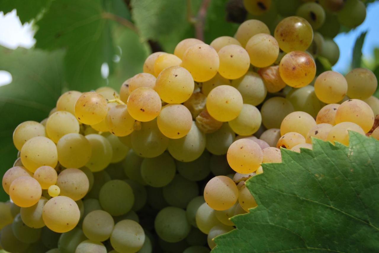 Agriturismo Torre Cristina Aprilia Kültér fotó